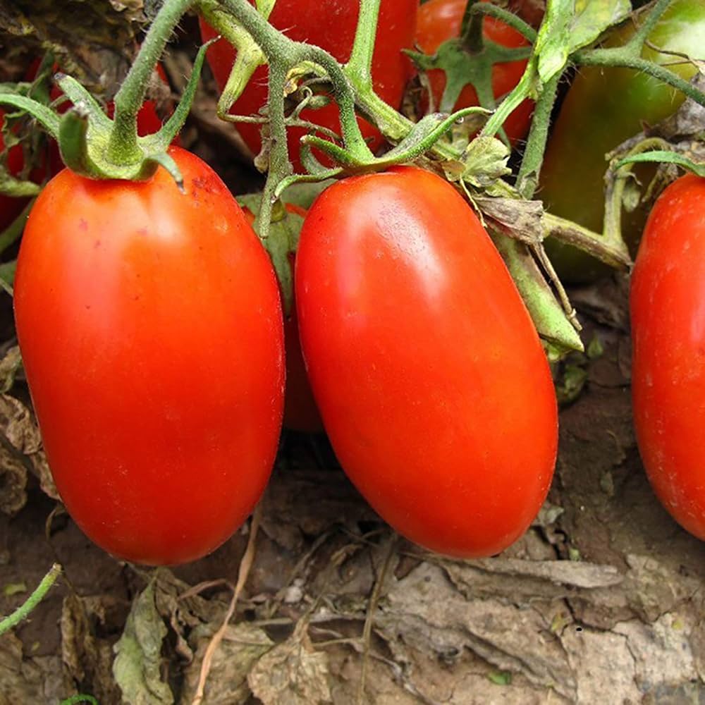 Korean Long tomato plant grown from seeds with elongated, bright red fruits ideal for slicing